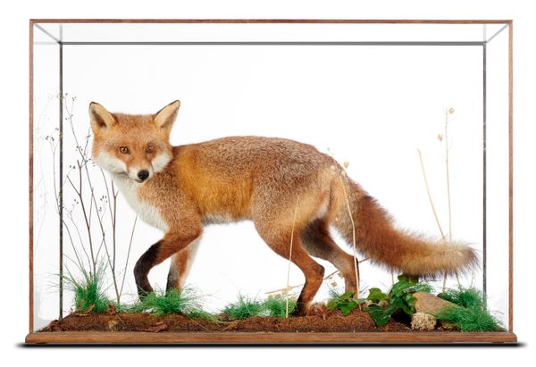 A full mount fox by Derek Frampton 68cm high by 102cm wide by 39cm deep
