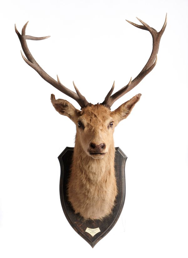 A 13 point red deer trophy on shield dated 1938 label to verso 130cm overall