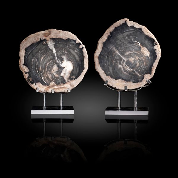 A pair of fossil wood slices on stands Java, Indonesia, Miocene  the taller 57cm