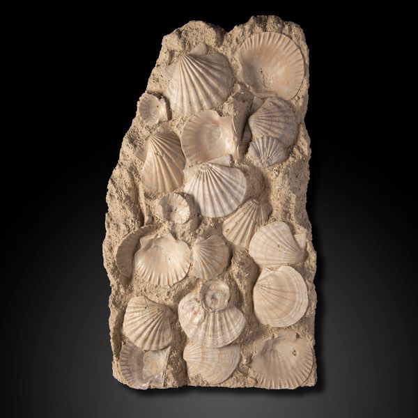 A pecten plaque with numerous specimens on associated matrix Southern France, Miocene  97cm