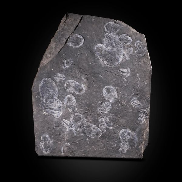 A large trilobite plate China, Devonian 84cm