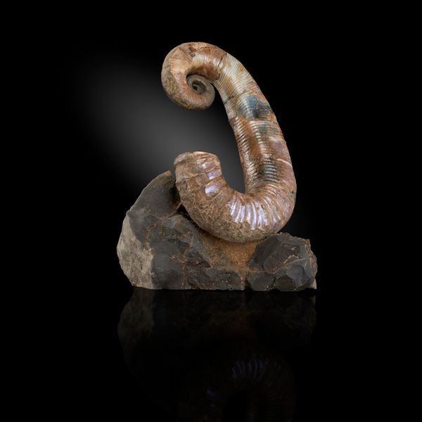 A heteromorph ammonite (Audoulileras spp) Cretaceous, Russia on matrix 30cm