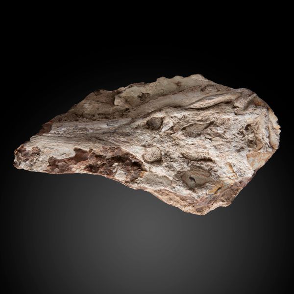 A crocodile skull in unusual silicified matrix Morocco, Cretaceous 56cm