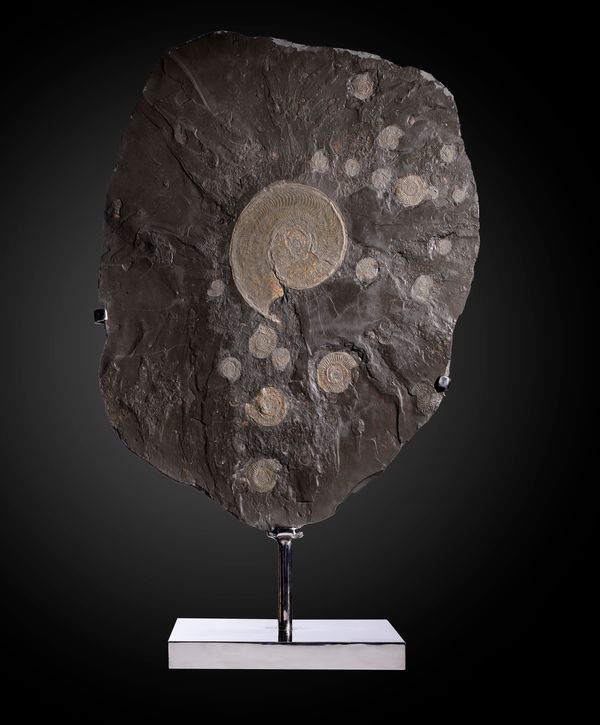 An ammonite plaque on stand Jurassic, Holzmaden, Germany  with Lytoceras and Dactylioceras spp. 107cm