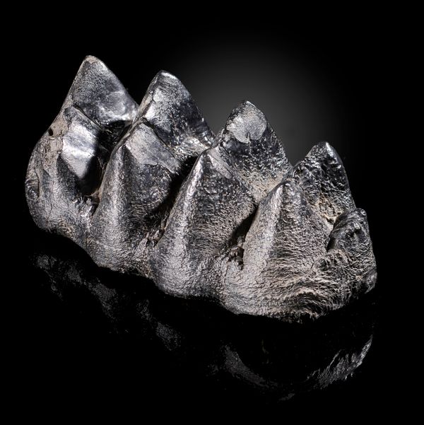 A Mastodon tooth Miocene, Florida 19cm