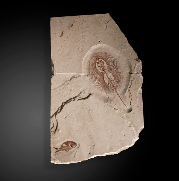 A Cyclobatis spp. stingray Lebanon, Cretaceous, 95 million years ago 46cm by 29cm