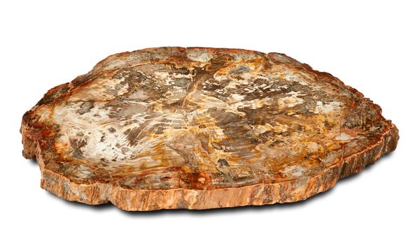 A very large fossil wood slice Madagascar, Triassic 99cm