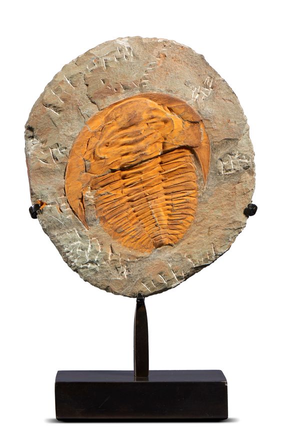 A Cambropallus type large trilobite Morocco, Cambrian on bronze stand 41cm high