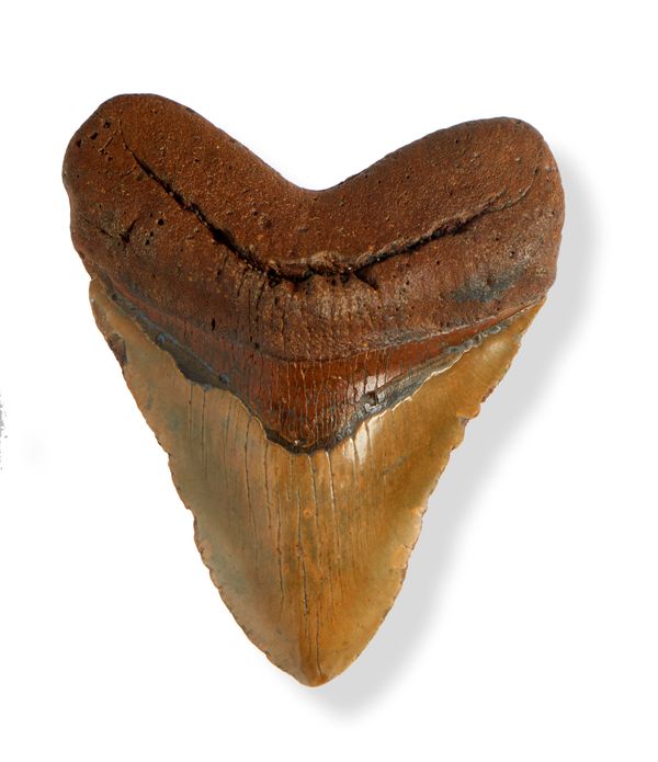 A large Megalodon tooth  South Carolina, Miocene, 6-8 million years ago 15.2cm on the diagonal