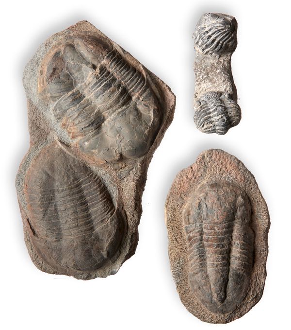 A collection of trilobites including two ‘doubles‘ Morocco the largest specimen 20cm long