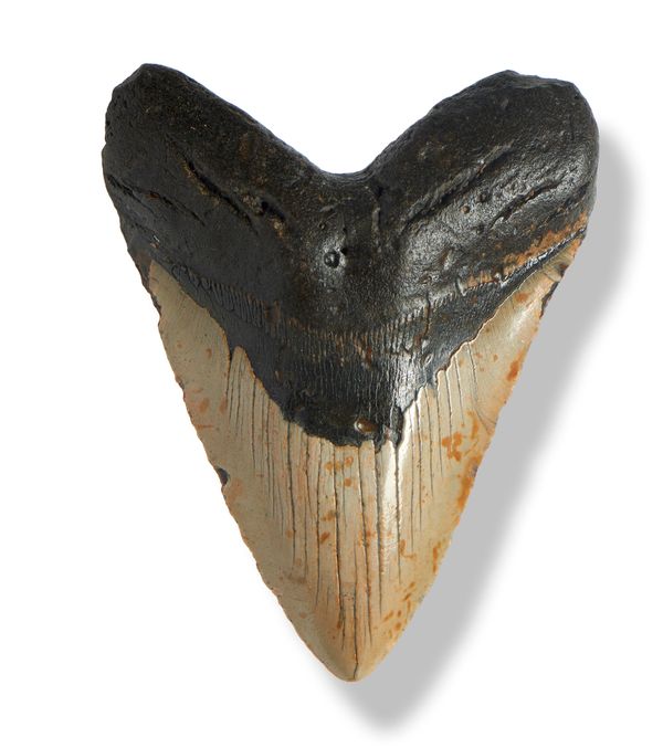 A large Megalodon tooth  South Carolina, Miocene, 6-8 million years ago 15cm on the diagonal