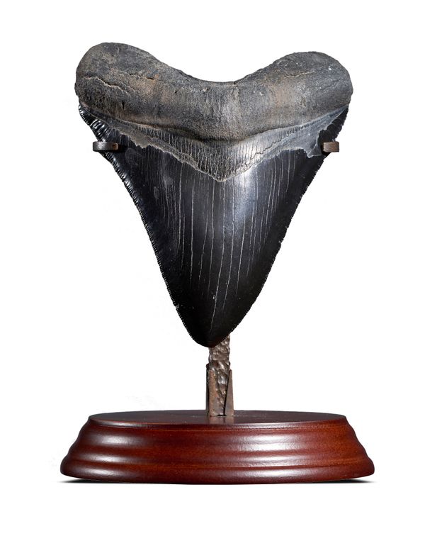 A good Megalodon tooth South Carolina, U.S.A., Miocene on stand the tooth 13cm