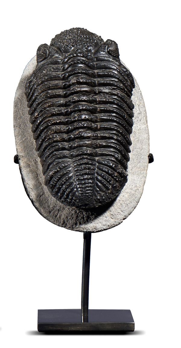 A Drotops trilobite on matrix Morocco, Middle Devonian on bronze stand specimen 14cm