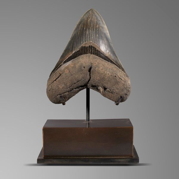 A good Megalodon tooth on bronze stand U.S.A, Miocene 21cm high overall, tooth 15cm 