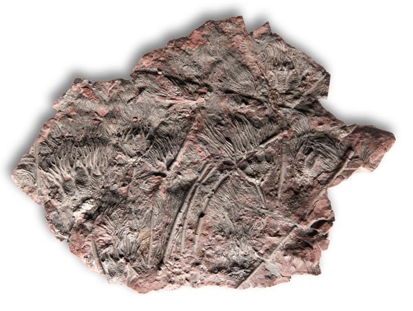 A crinoid plaque Morocco 59cm