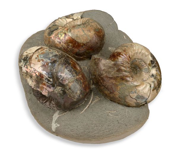 A group of three Cadoceras sp. ammonites on matrix these are still in their original nodule 21cm