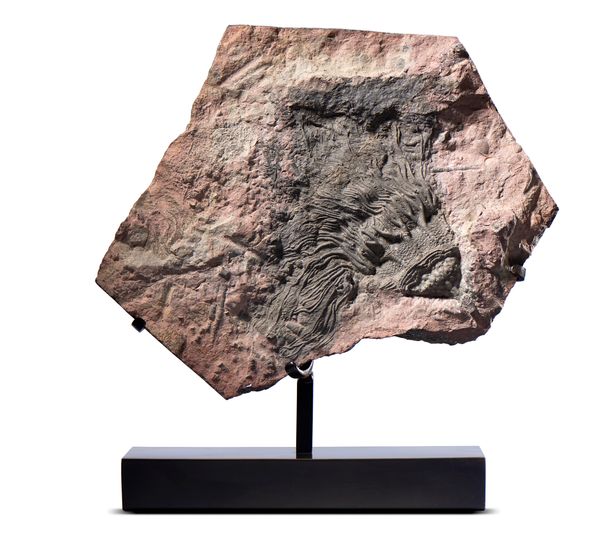 A crinoid specimen  Morocco, Devonian on bronze base 38cm high 
