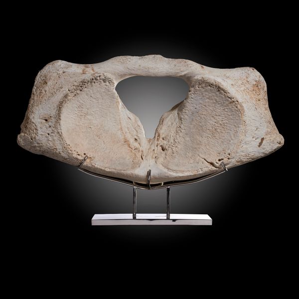 A massive antique whale vertebrae With A10 ref 574788/02 88cm wide  From old antique collection