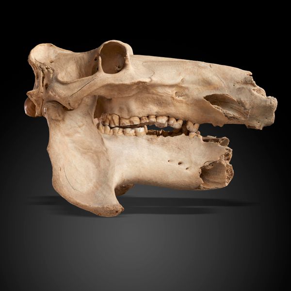 An antique hippo skull 65cm