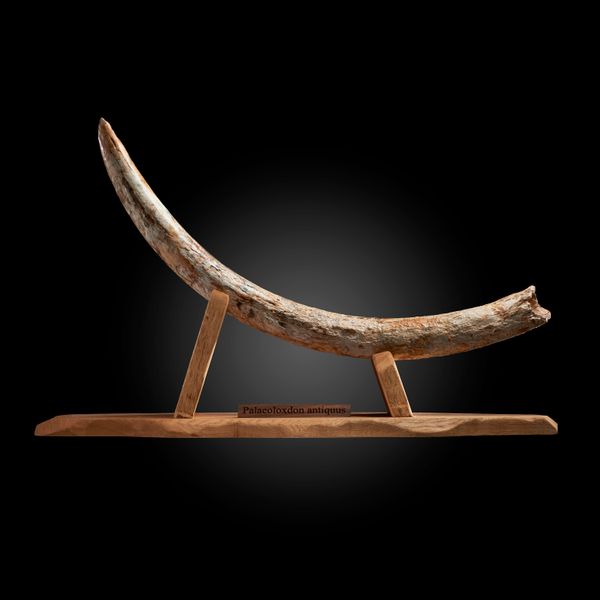 A mammoth tusk on stand (Palaeoloxodon antiquus) Ice Age, found in the Solent in 1968 118cm on outside curve