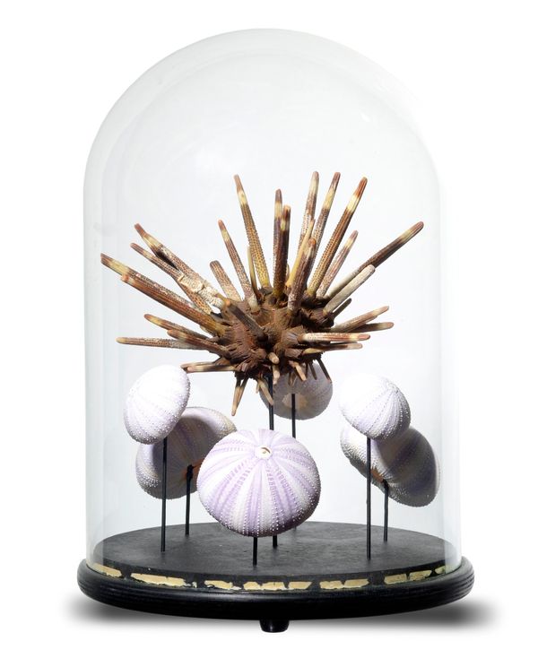A collection of phyllacanthus and lila sea urchins under a glass dome  40cm high