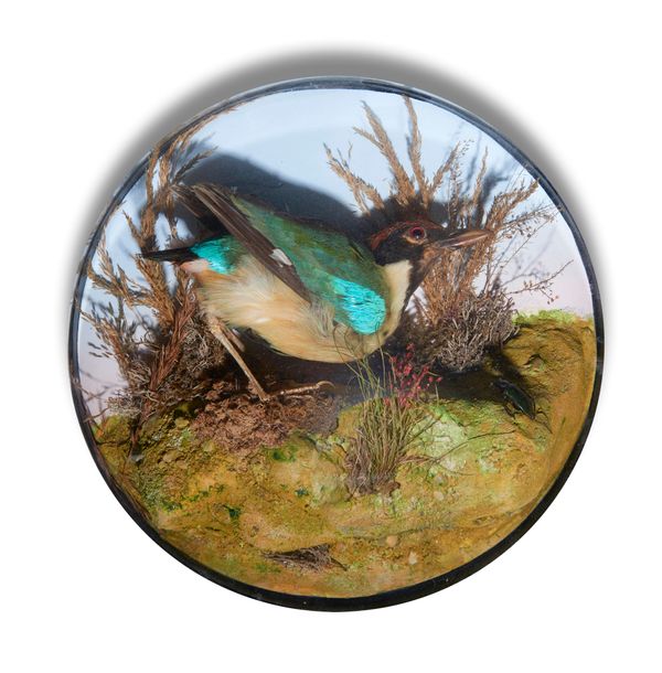 A Blue-winged Pitta (Pitta moluccensis) in a metal framed glass wall dome Australian, circa 1890 30cm diameter Although not labelled this attractive...