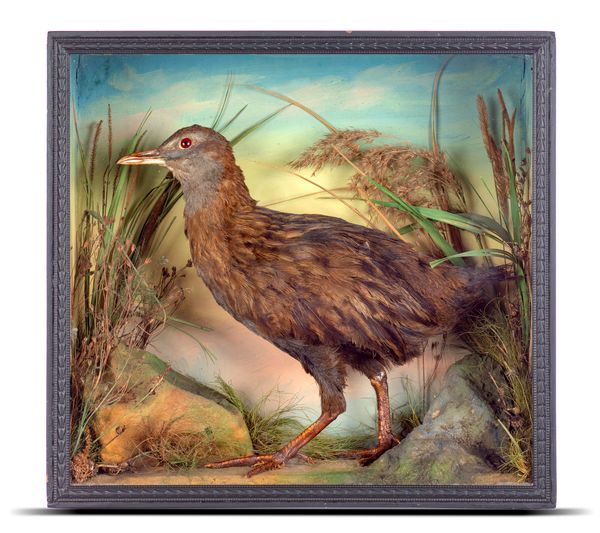 J Gardner & Sons: A cased Weka (Gallirallus australis) circa 1900 with label to the rear 35cm high by 38cm wide The Weka is one of New Zealand‘s...