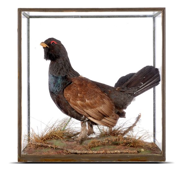 Rowland Ward of Piccadilly: A magnificent example of a male Capercaillie (Tetrao urogallu)  circa 1920 in an original all glass case by Rowland Ward...