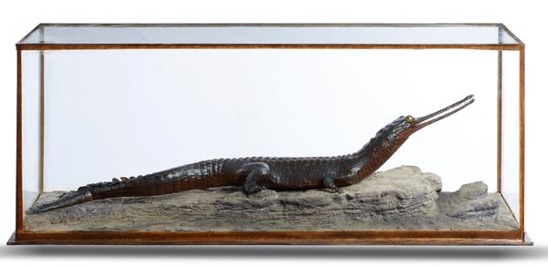 Rowland Ward of Piccadilly: A small rare Indian gharial in a typical all glass case circa 1920 with Rowland Ward label on the bottom of the case 26cm...