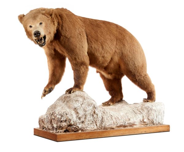 A full mount Grizzly bear late 20th century with A10 ref 575492/01 170cm high by 220cm long
