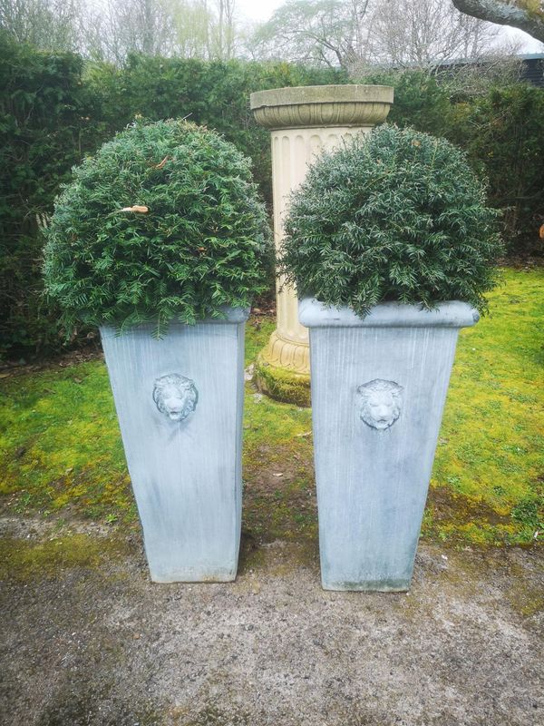 A similar pair of zinc coated steel planters modern  each with topiary yew the planter 90cm high