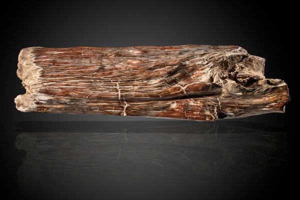 A unusual fossil wood branch