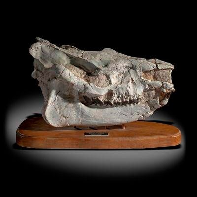 A primitive rhino (Caenopus accidentalis) skull South Dakota, Eocene 51cm wide