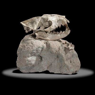 A rare Hyenadon skull and paw on matrix Dakota, Eocene the skull 21cm wide