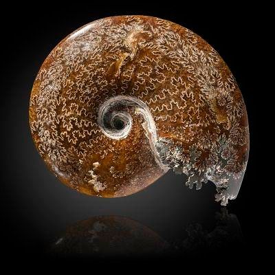 A cleoniceras  ammonite Madagascar 25cm