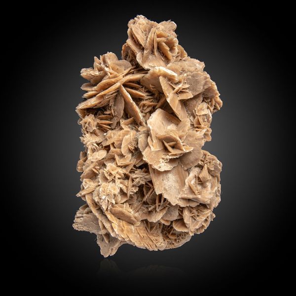 A Desert rose specimen Sahara 49cm wide