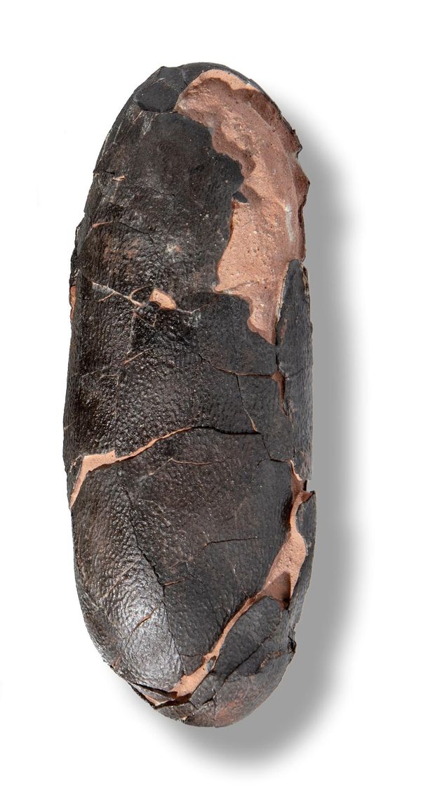 A dinosaur egg, Oviraptor spp. China, Cretaceous 15cm