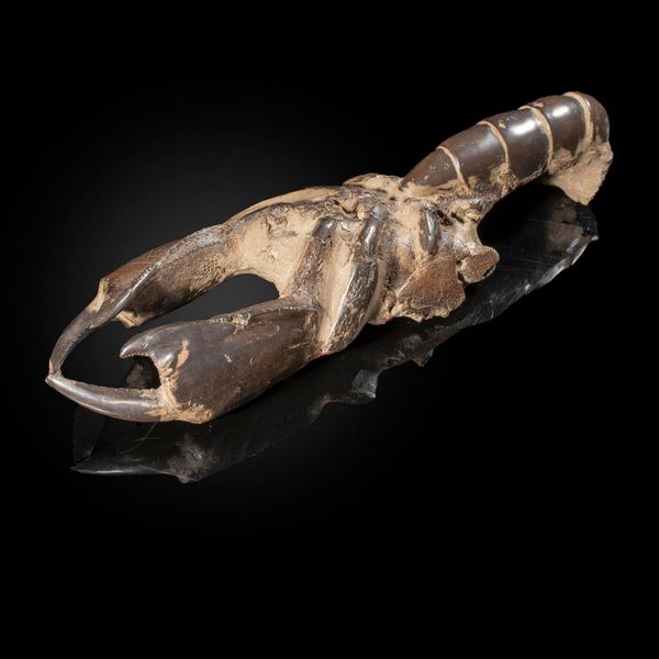 A fossil lobster Indonesia, probably Miocene  23cm long