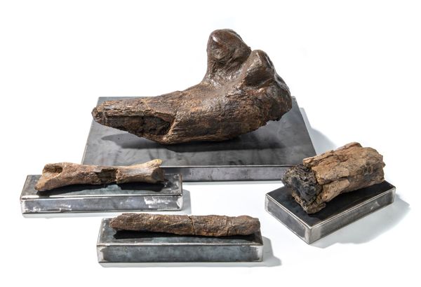 A collection of juvenile Tyrannosaurus Rex bones Wyoming, Jurassic including partial Femur 61cm; partial Tibia 27cm; partial Ulna 33cm; partial...