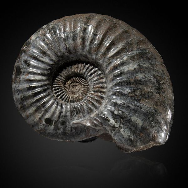 A very large astroceras Stellare ammonite Scunthorpe, Jurassic 43cm