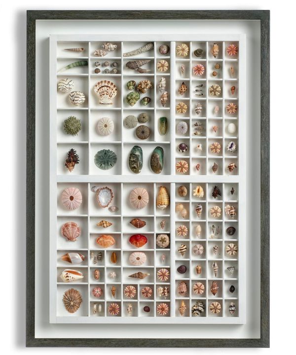 An antique letter box with 100 different marine curiosities with species of sea urchins, seashells and brachiopods from all over the...