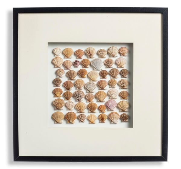 A framed composition of a colourful selection of Scallops Flexopecten flexuosus (Poli 1975)  Species of Pectinidae trawled South East off Chioggia,...