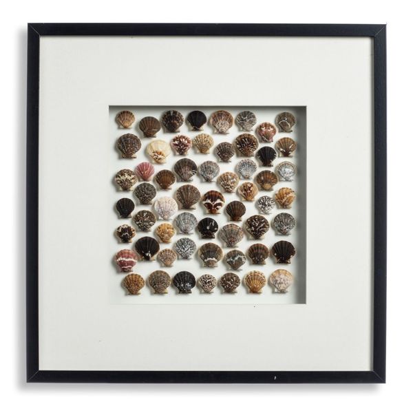 A framed composition of a colourful selection of Scallops Flexopecten glaber (Linnaeus, 1758) trawled SE off Chioggia, Italy at depths between 20 and...