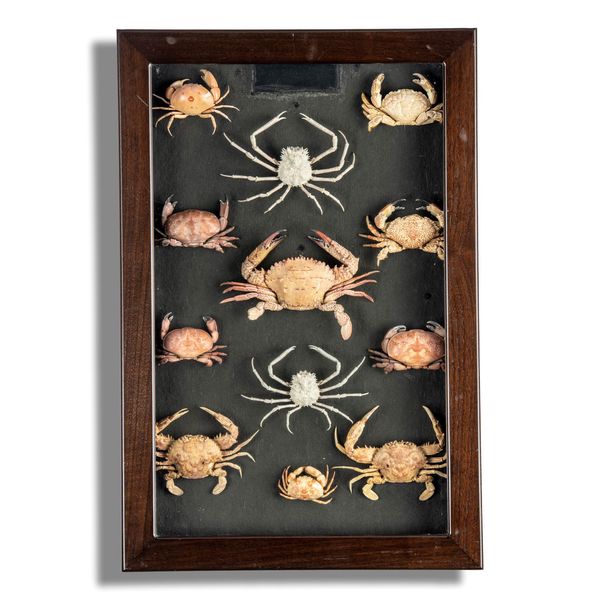 A wall case of crabs