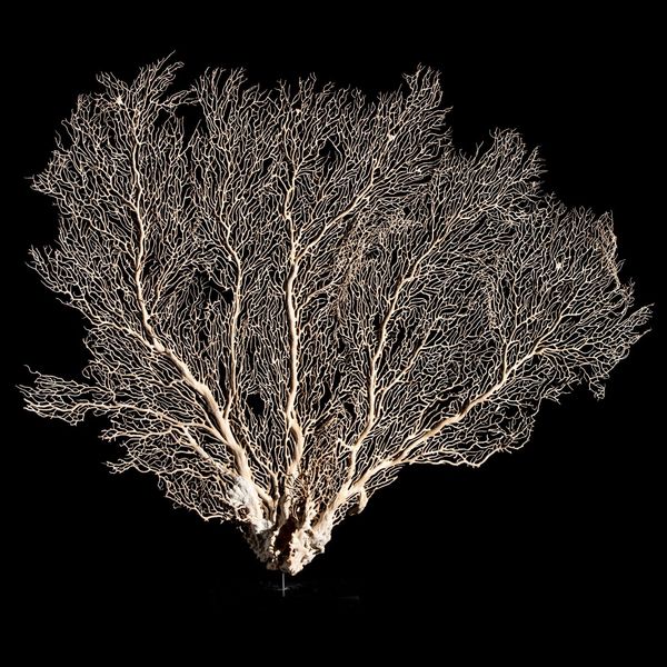 A very large and well preserved white sea fan Alcyonacea species of the genus Anella or Melithaea  Sarawak, Indonesia mounted on black metal base...