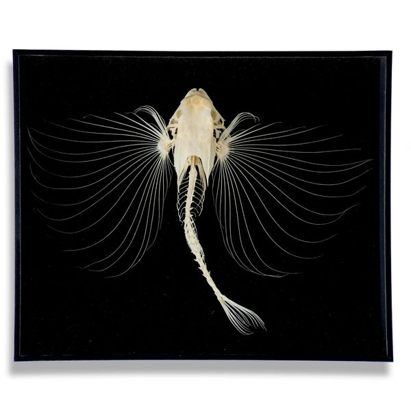 A flying Gurnard fish skeleton in glass case recent 33cm high by 39cm wide