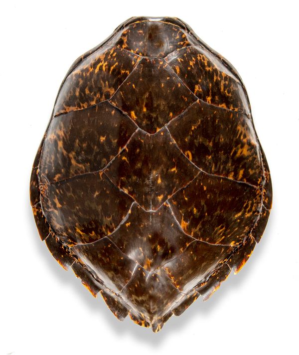 A Hawksbill turtleshell (sp Eretmochelys imbricata) circa 1900 62cm long by 50cm wide With A10 ref 595183/01