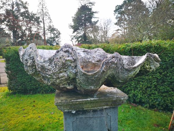 A giant clam shell (Tridacna) late 19th century 94cm wide 