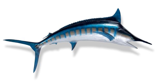 A Marlin trophy modern resin 260cm long