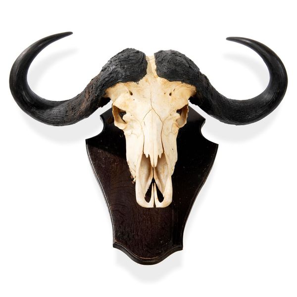 A large Cape Buffalo trophy on shield modern 83cm high by 90cm wide